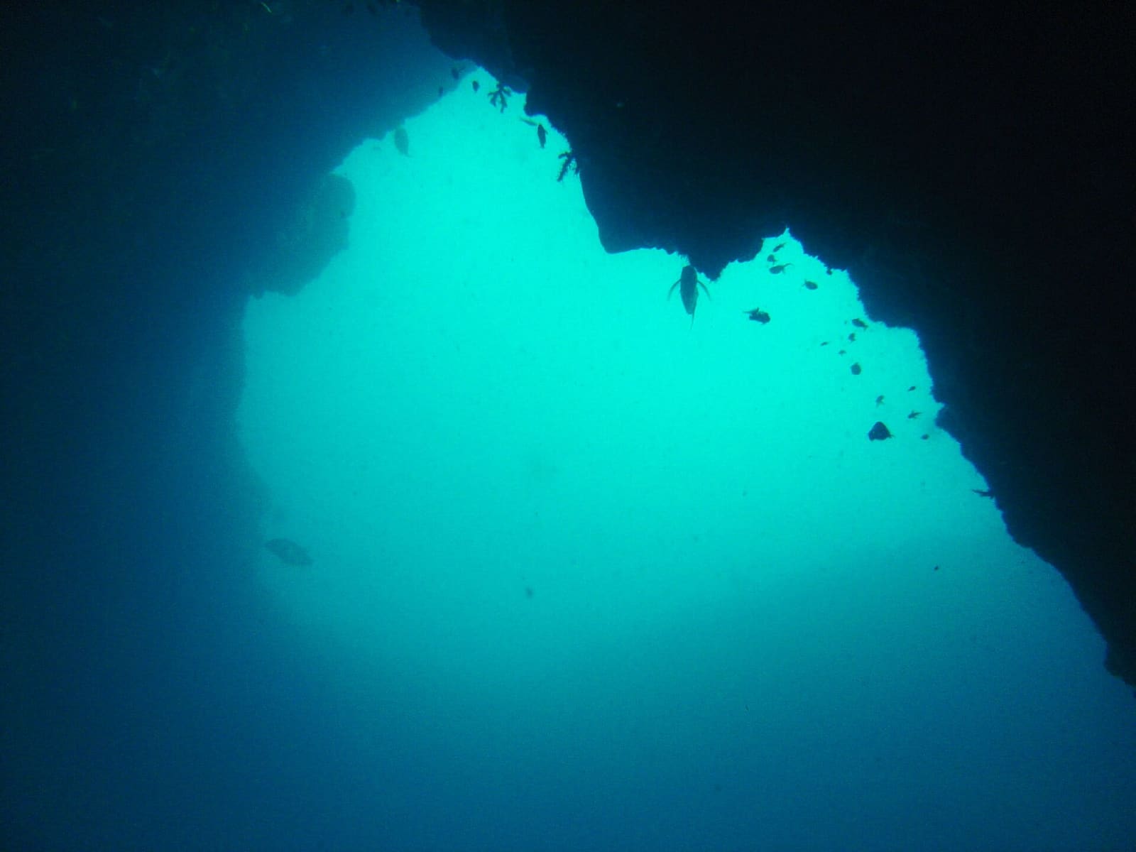 Arch at Cathedra dive site on the Aliwal shoal, near Umkomaas in the KwaZulu-Natal province of South Africa.