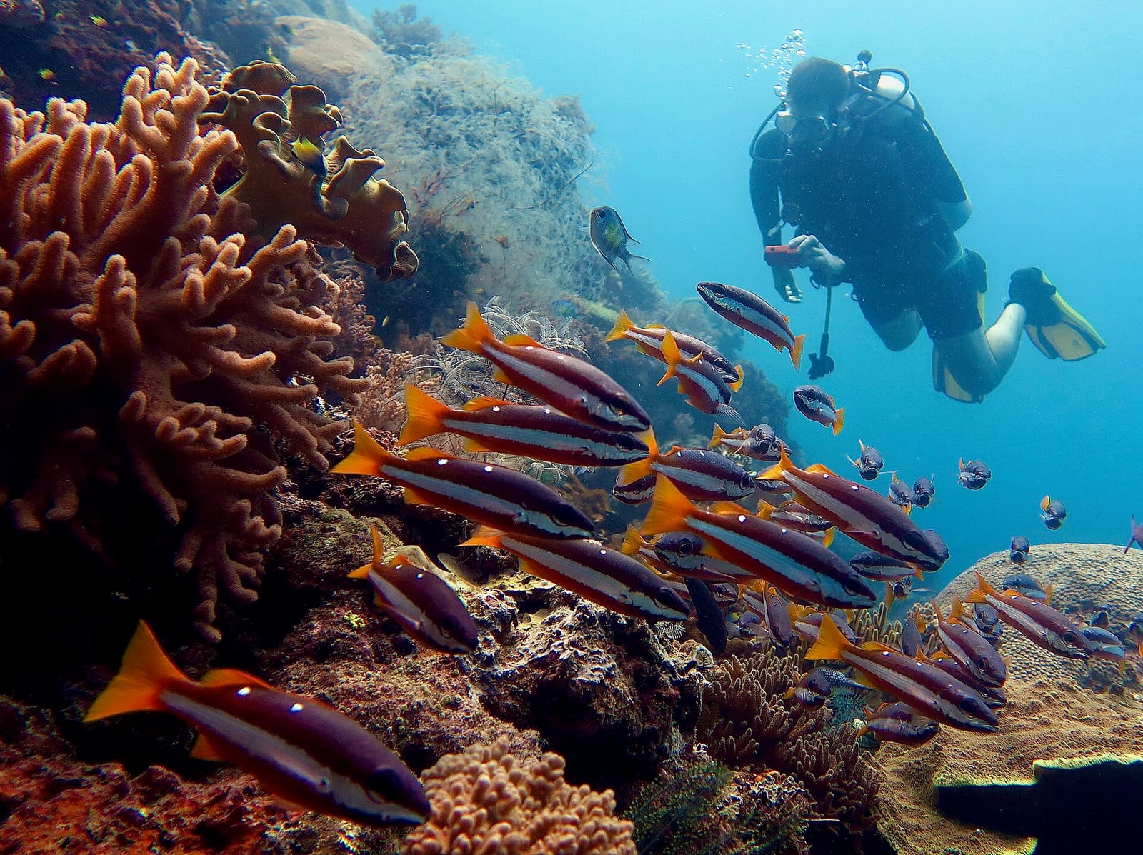 Pemandangan bawah laut di Distrik Misool, Kab.