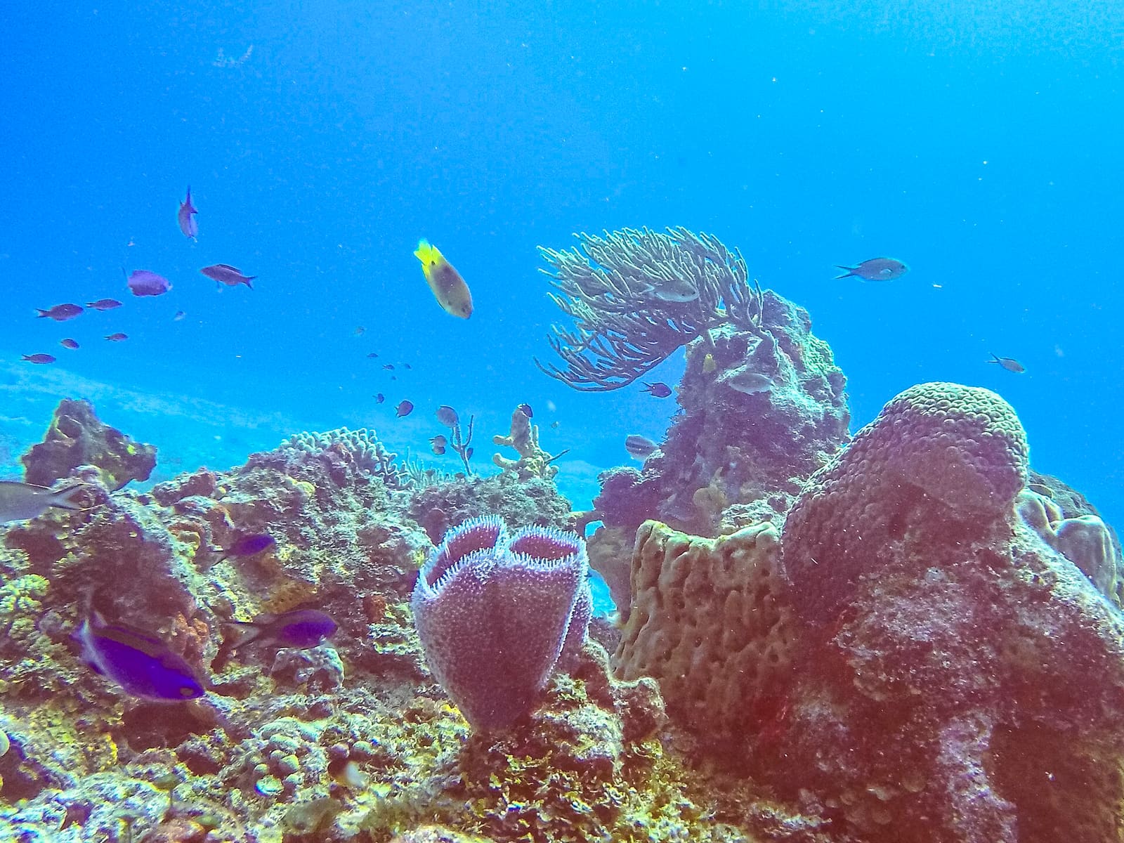 Coral reef and marine life in Arrecifes de Cozumel National Park