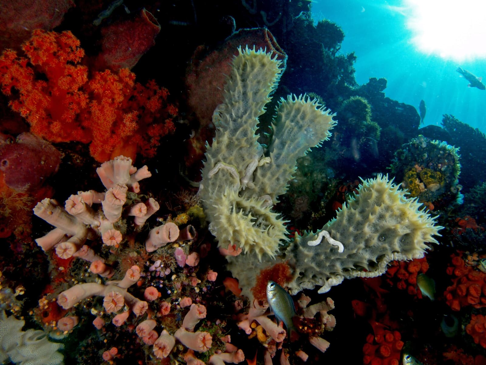 Niphates callista (Tube sponge) with sea cucumbers (Synaptula) and cup corals