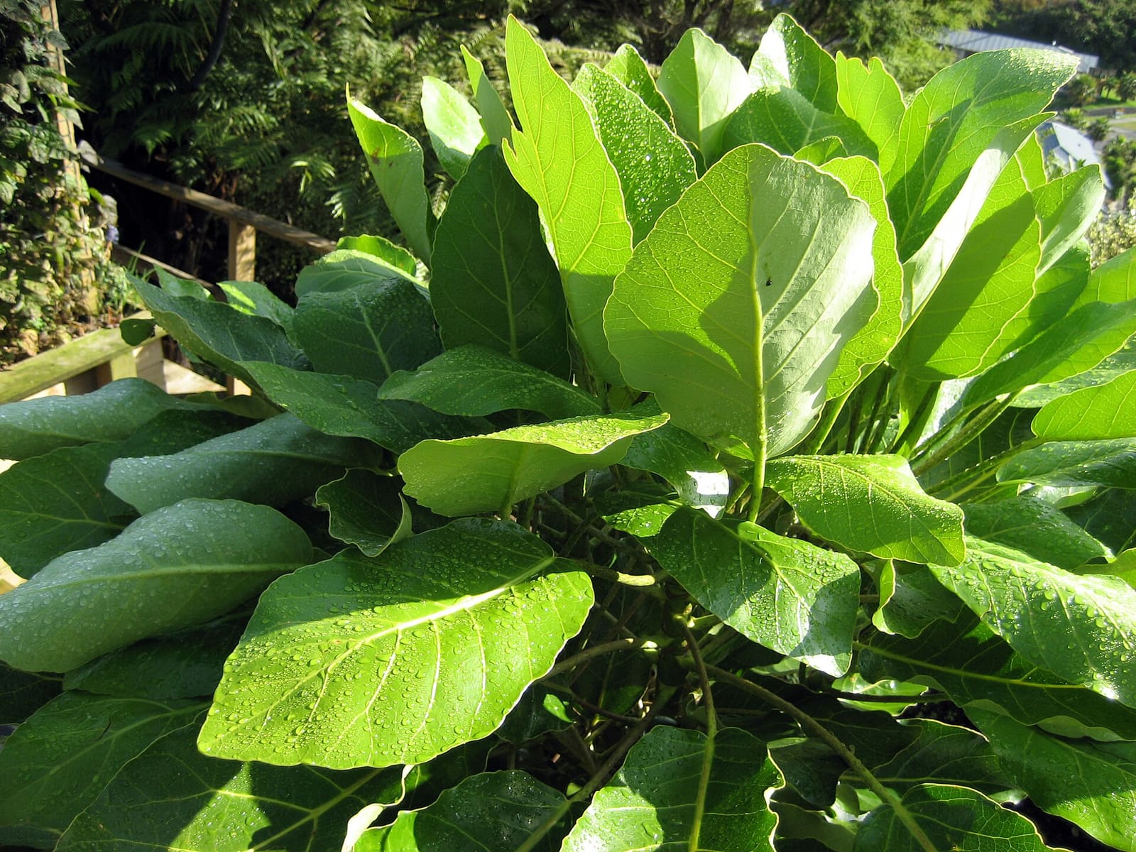 Puka tree (Meryta sinclairii), foliage of a young specimen growing in cultivation at Whakatāne, Bay of Plenty, New Zealand