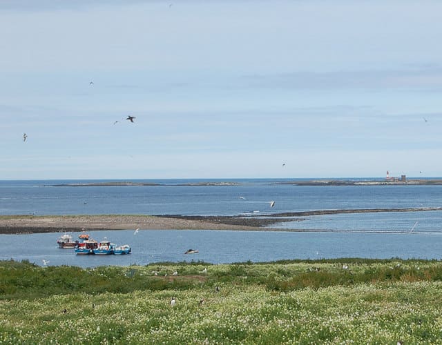 Farne Islands, boats Trip boats waiting off Inner Farne to take visitors back to Seahouses