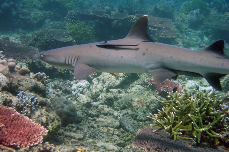Shark at Tubbataha, Philippines